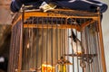 Red-whiskered Bulbul in the bird cage