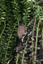 Red Whiskered Bulbul bird eating drupe seed from palm tree in Mauritius