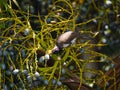 Red Whiskered Bulbul bird eating drupe seeds from palm tree - Pycnonotus jocosus from Mauritius