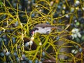 Red Whiskered Bulbul bird eating drupe seeds from palm tree - Pycnonotus jocosus from Mauritius