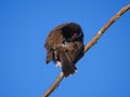 Red Whiskered Bulbul bird isolated on blue sky - scratching feather