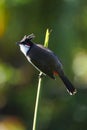 Red Whiskered Bulbul bird from Mauritius perching on palm tree top Royalty Free Stock Photo