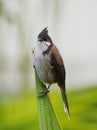 Red Whiskered Bulbul bird perching on top of vertical palm tree leaf