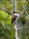 Red Whiskered Bulbul bird perching on vertical tree branch