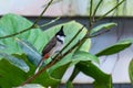 A red-whiskered bulbul bird Pycnonotus jocosus, or crested bulbul, perched in the rainforest showing off it`s white, black and
