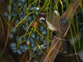 Red Whiskered Bulbul bird- Pycnonotus Jocosus - in Mauritius eating drupe seeds from palm tree