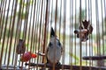 A Red-whiskered bulbul bird raised in wood cage, looking up for