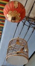 Red whiskered bulbul bird in unique classic cage and Chinese red lantern