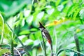 Red whiskered Bulbul, Red whiskered BulbulI or Pycnonotus jocosus Royalty Free Stock Photo