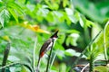 Red whiskered Bulbul, Red whiskered BulbulI or Pycnonotus jocosus Royalty Free Stock Photo