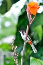 Red whiskered Bulbul, Red whiskered BulbulI or Pycnonotus jocosus or bird and Indian shot, India short plant or India shoot or Royalty Free Stock Photo