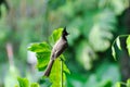 Red whiskered Bulbul, Red whiskered BulbulI or Pycnonotus jocosus or bird Royalty Free Stock Photo