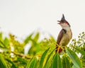 A Red Whiskered Bulbul Royalty Free Stock Photo