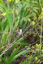 Red-whiskered bulbul. Chamarel, Mauritius Royalty Free Stock Photo