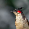 A Red Whiskered Bulbul Royalty Free Stock Photo