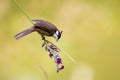 Red whiskered Bulbul eating flower