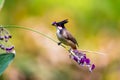 Red whiskered Bulbul eating flower