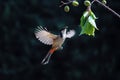 Red-whiskered Bulbul