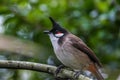 Red-whiskered Bulbul Formal Name: Pycnonotus jocosus