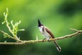 Red-whiskered Bulbul Formal Name: Pycnonotus jocosus