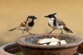 Red-whiskered Bulbul and House Sparrow perching on round clay tray Royalty Free Stock Photo