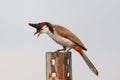 Red Whiskered Bulbul with open beak Royalty Free Stock Photo