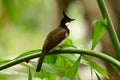 Red-whiskered Bulbul (Pycnonotus jocosus)