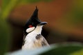 Red-whiskered bulbul Pycnonotus jocosus Royalty Free Stock Photo