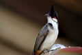 Red-whiskered bulbul Pycnonotus jocosus Royalty Free Stock Photo