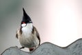 Red-whiskered Bulbul