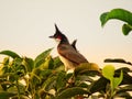 The red-whiskered bulbul or Pycnonotus jocosus or crested bulbul