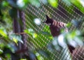 Red-whiskered Bulbul (Pycnonotus jocosus) in India