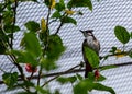 Red-whiskered Bulbul (Pycnonotus jocosus) in India