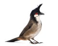 Red-whiskered Bulbul - Pycnonotus jocosus