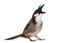 Red-whiskered Bulbul - Pycnonotus jocosus