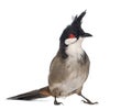 Red-whiskered Bulbul - Pycnonotus jocosus