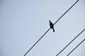 Red Whiskered Bulbul Royalty Free Stock Photo