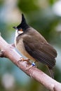 Red-whiskered bulbul (Pycnonotus jocosus