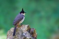 Red-whiskered bulbul or Pycnonotus jocosus perching on stone.