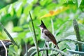 Red whiskered Bulbul, Red whiskered BulbulI or Pycnonotus jocosus or bird Royalty Free Stock Photo