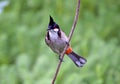 Red-whiskered Bulbul Royalty Free Stock Photo