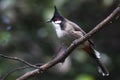 Red-whiskered Bulbul