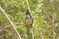 Red-whiskered Bulbul in a tree