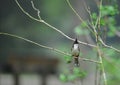 Red whiskered bulbul wild bird in vetnam Royalty Free Stock Photo