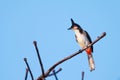 Red-whiskered BulbulI perched on a branch in the sky background Royalty Free Stock Photo