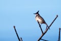 Red-whiskered BulbulI perched on a branch in the sky background Royalty Free Stock Photo