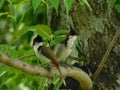Red -Whiskered bulbuls bird photography environmental Royalty Free Stock Photo