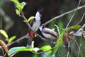 Red Whiskered Bulbuls 1 Royalty Free Stock Photo
