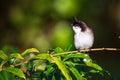 Red-whiskered or crested bulbul Pycnonotus jocosus, a passerine bird native to Asia, Tamarin, Black River, Mauritius