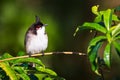 Red-whiskered or crested bulbul Pycnonotus jocosus, a passerine bird native to Asia, Tamarin, Black River, Mauritius